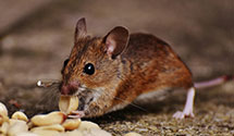 24 Hour & Emergency Exterminators in East Hartford, CT